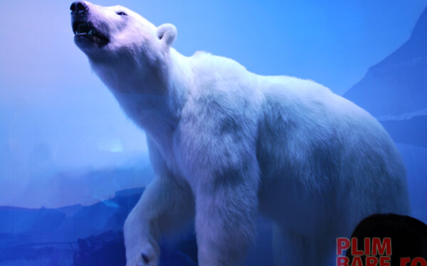 Galerie foto Muzeul Antipa