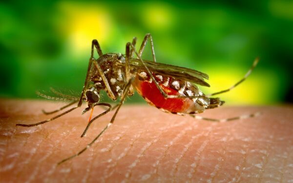 Mosquito-borne diseases has threaten World